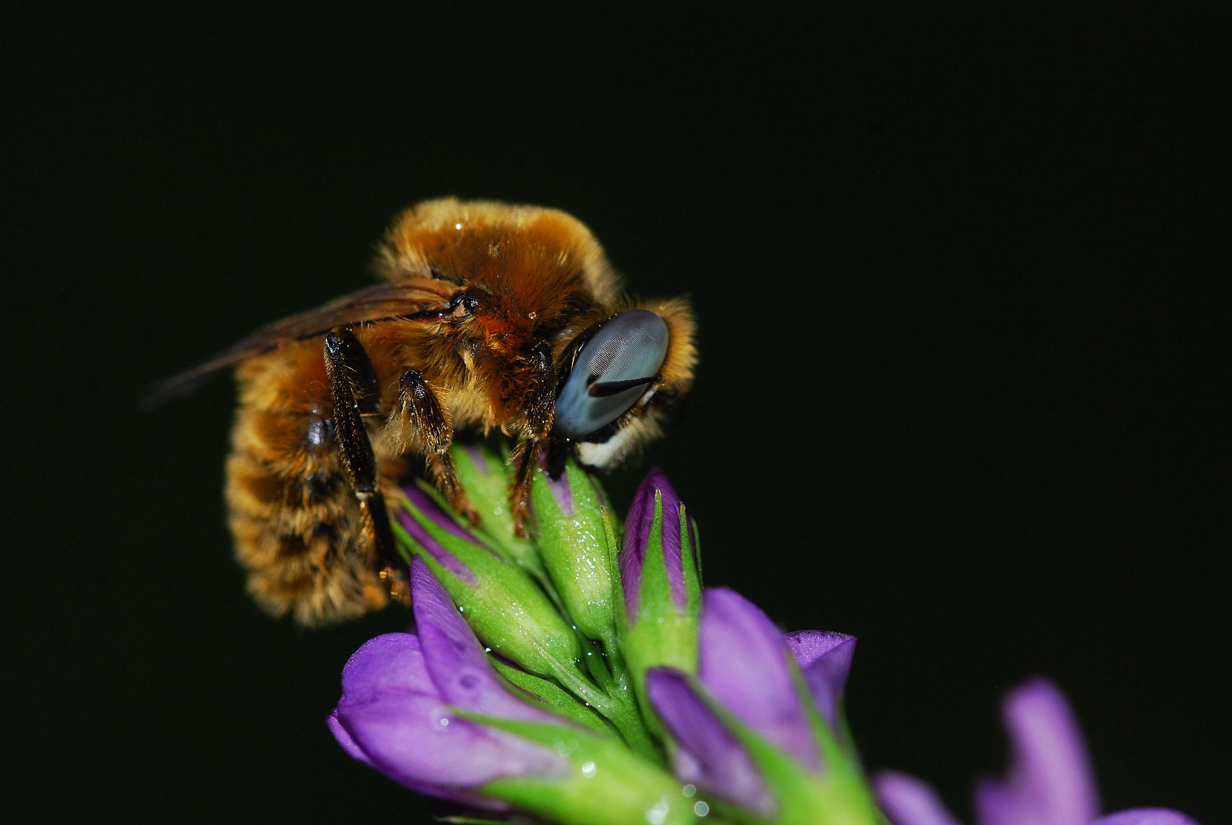 Apidae Andreninae:   Melliturga sp., maschio